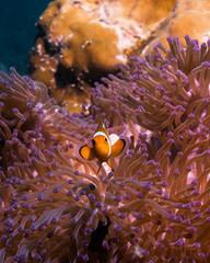 Naklejka na ściany i meble Clown fish in anemone
