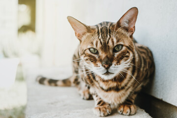 Bengal cat lies looking at the camera, cat on a white background. 