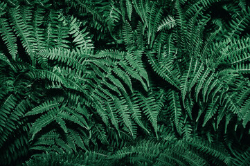 Fototapeta na wymiar Dark green fern leaves. Fern leaf pattern. Tropical foliage. Natural abstract wallpaper. Nature background