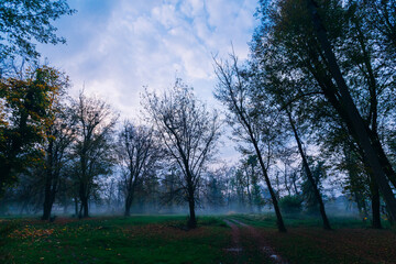 Foggy forest in autumn