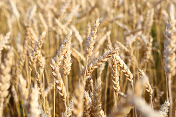 Spikelets of wheat, hot summer day. The concept of agriculture. Birth of fresh bread. Shallow depth of field. Agriculture concept