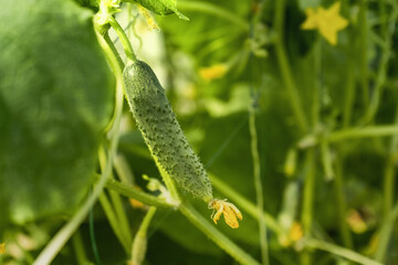 Close up of cucumber grow in the greenhouse - Fresh healthy organic food, farming business concept. 