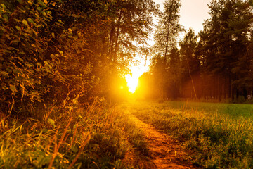 A beautiful path in the park at sunset. Amazing natural landscape