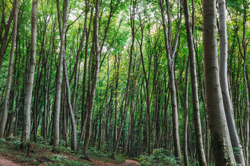 Panorama of a scenic forest of fresh green deciduous trees