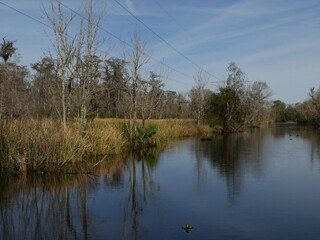 The Louisiana swamps is a popular tourist attraction in New Orleans.