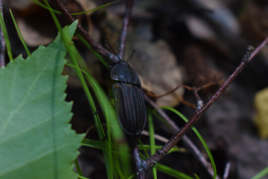 beetle on the leaf