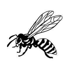 Wasp illustration, engraving, drawing, ink. Bee or wasp sit. Vector Monochrome insect isolated on white background