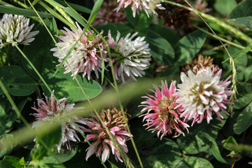 flowers in the field