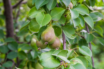 a pear tree with green unripe pears. garden fruits. seasonal harvest. useful vitamins on the farm
