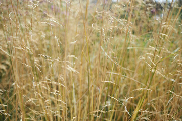 Field. Dry tall grass. Beautiful background, nature and countryside. High quality photo