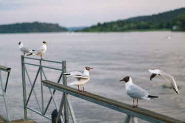 seagulls sitting on railing of wooden pier of Ladoga lake. Region of Karelia, Sortavala, Russia