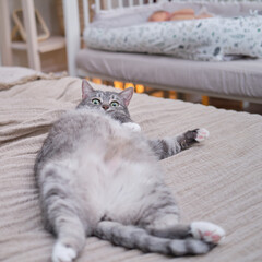 A big gray cat is lying on the bed near the cradle with a baby