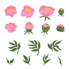 Collection of leaves, buds, flowers pink peonies. Set of floral elements isolated on white. Hand drawn vector botanical illustration for wedding invitation, patterns, wallpapers, fabric, wrapping