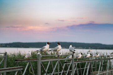 Obraz premium seagulls sitting on railing of wooden pier of Ladoga lake. Region of Karelia, Sortavala, Russia