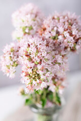 Bouquet of blooming oregano in a glass vase. Photograph of oregano in bloom. Flower photography and decoration