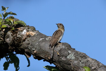 Eurasian wryneck or northern wryneck (Jynx torquilla)