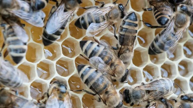 How bees make honey. Bees on a honeycomb with honey. Bees fill honeycombs with fresh honey. Eco-friendly honey.