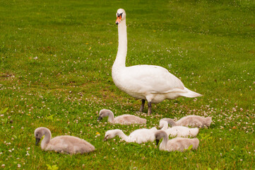 white swan on the grass