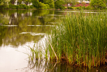 reflection of trees in the water