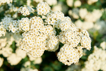 A beautiful spring shrub with small delicate white flowers. Selective focus.