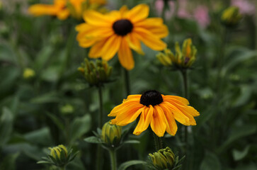 Rudbeckia yellow flowering coneflower in the garden