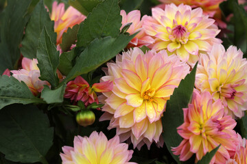 Blooming dahlia in a garden