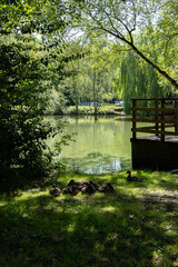 Ducks by Lake, Summer time England