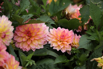Blooming dahlia in a garden