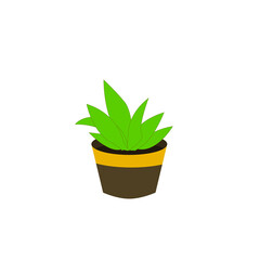 Obraz premium Aloe vera in a pot.Plant succulent leaves isolated on a white background