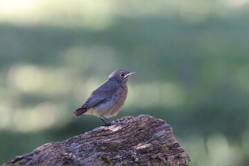 young black redstart (Phoenicurus ochruros) germany