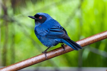 bird on a branch