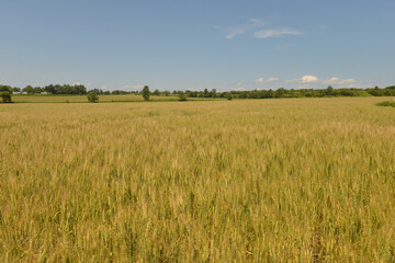 北海道の７月、夏の小麦畑