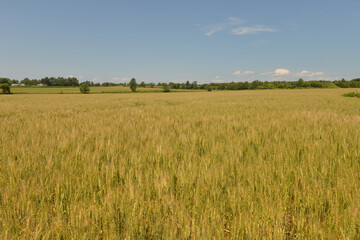 北海道の７月、夏の小麦畑