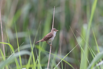  Eurasian reed warbler, or just reed warbler (Acrocephalus scirpaceus) germany