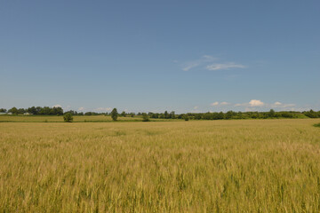 北海道の７月、夏の小麦畑