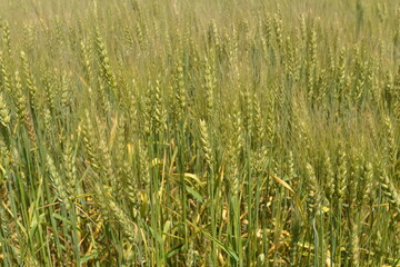 北海道の７月、夏の小麦畑