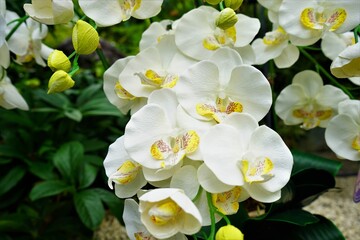 Fototapeta na wymiar White Orchid or Phalaenopsis Aphrodite Flower - 白 胡蝶蘭 花 