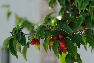 albero di ciliegie