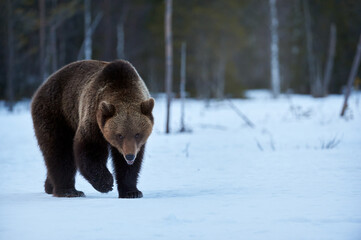 Brown bear in the snow