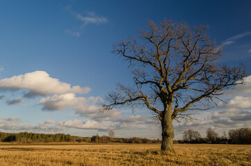 Lonely oak in sunny winter day, without snow. 
