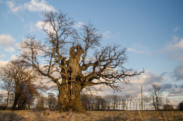 Fototapeta na wymiar Upatu oak, one of the biggest oak in Latvia. 