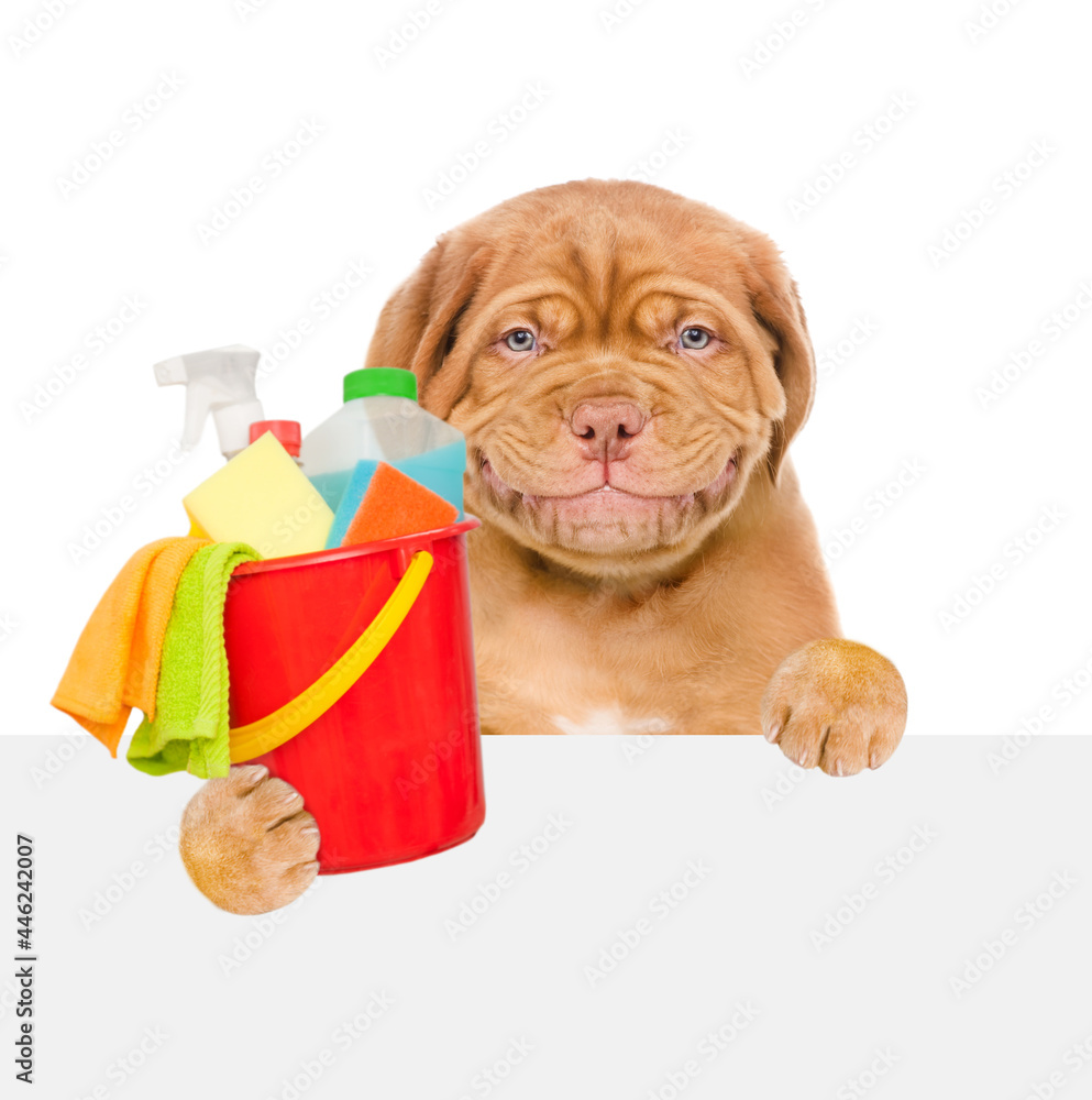 Aufkleber cleaning concept. smiling puppy holds bucket with washing fluids and rags in paws looks from behind 