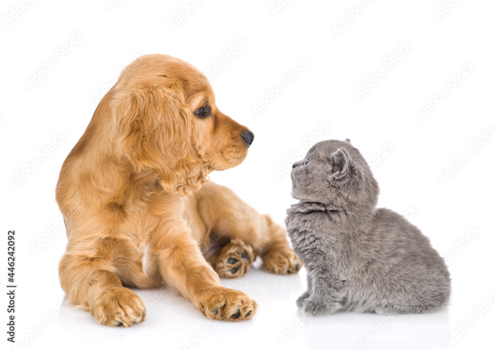 Poster english cocker spaniel puppy and tiny kitten look at each other. isolated on white background