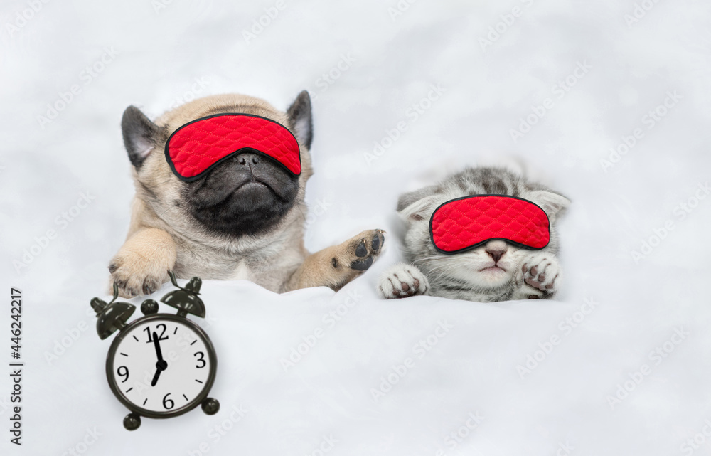 Poster Funny Pug puppy and tiny kitten sleep in sleeping masks under white blanket at home. Pug puppy holds alarm clock. Top down view. Empty space for text
