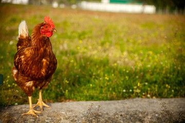 a chicken in the meadow
