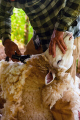 Shearing of a sheep, where you can already see sheared parts and wool on the ground.