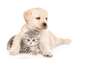 Golden retriever puppy hugs a tiny tabby kitten and looks away on empty space. isolated on white background