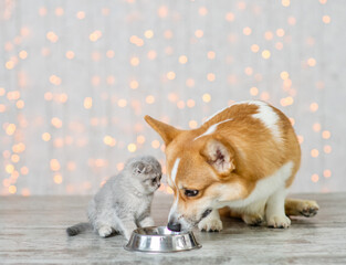 Pembroke welsh corgi dog and tiny kitten drink water together from one bowl at home on festive background