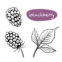Behang Blackberry. Black line sketch collection of fruits and berries isolated on white background. Doodle hand drawn fruits. Vector illustration © fire_fly