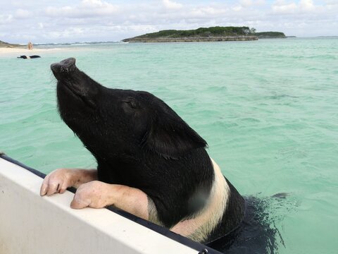 A swimming pig hoists itself up on the side of a boat in the Bahamas.